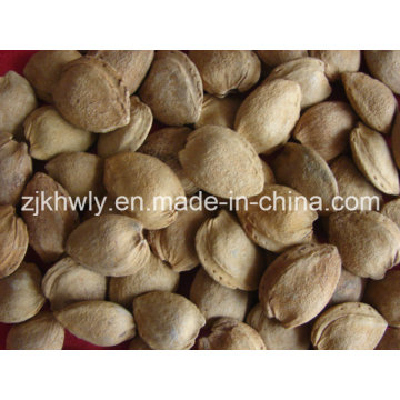 Sweet Almond in Shell (longwangmao 22mm UP)